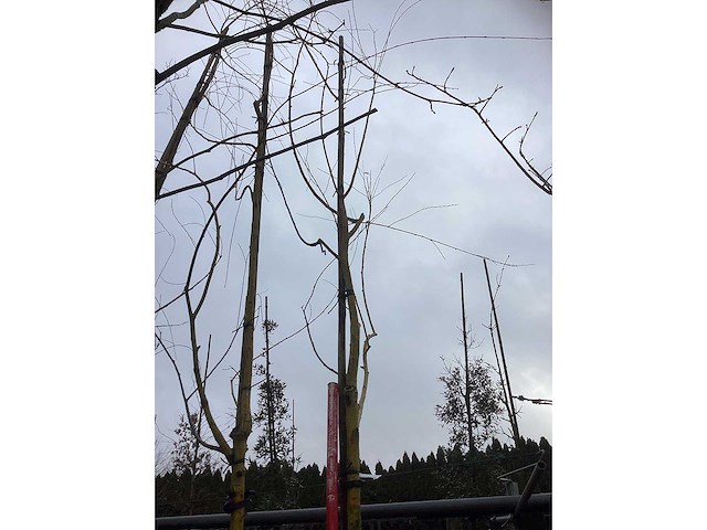 Gele treurwilg - laanbomen (2x) - afbeelding 3 van  3