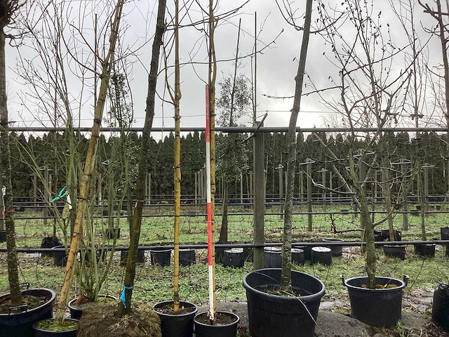 Gele treurwilg - sierbomen (2x) - afbeelding 1 van  3