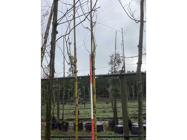 Gele treurwilg - sierbomen (2x) - afbeelding 2 van  3