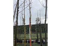 Gele treurwilg - sierbomen (2x) - afbeelding 2 van  3