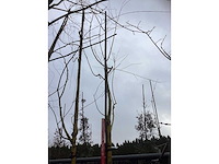 Gele treurwilg - sierbomen (2x) - afbeelding 3 van  3