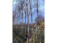 Gele wilg - laanboom (2x) - afbeelding 3 van  3