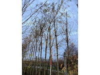 Gele wilg - parkboom (4x) - afbeelding 2 van  3