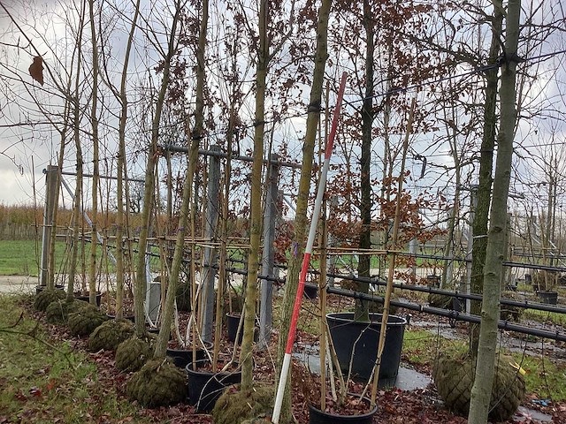 Gele wilg - parkboom - afbeelding 1 van  2