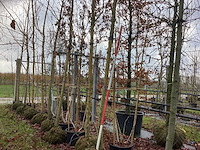 Gele wilg - parkboom - afbeelding 1 van  2