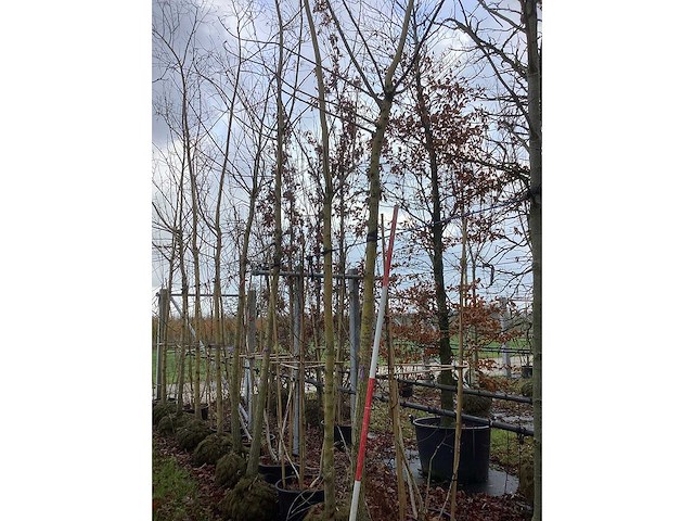 Gele wilg - parkboom - afbeelding 2 van  2