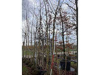 Gele wilg - parkboom - afbeelding 2 van  2