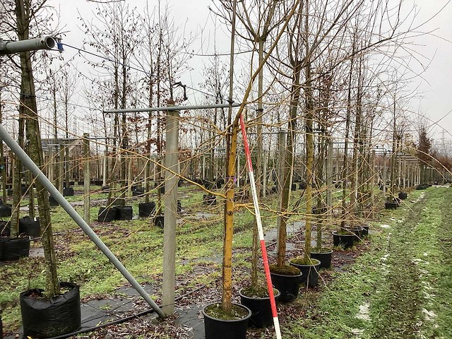 Gele wilg - parkboom - afbeelding 1 van  3