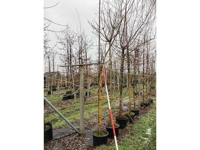 Gele wilg - parkboom - afbeelding 2 van  3