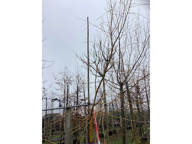 Gele wilg - parkboom - afbeelding 3 van  3