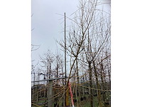 Gele wilg - parkboom - afbeelding 3 van  3