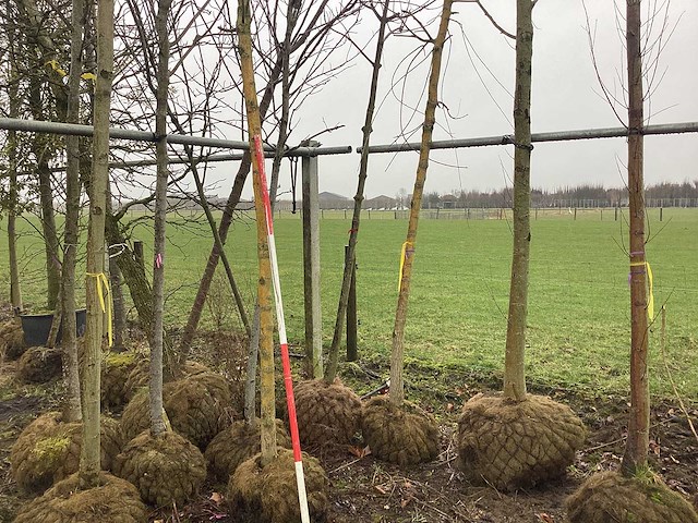 Gele wilg - vormbomen (2x) - afbeelding 1 van  3