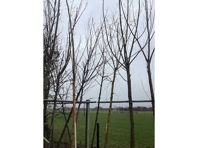 Gele wilg - vormbomen (2x) - afbeelding 2 van  3