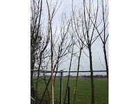 Gele wilg - vormbomen (2x) - afbeelding 2 van  3