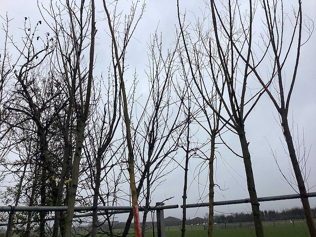 Gele wilg - vormbomen (2x) - afbeelding 3 van  3