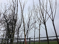 Gele wilg - vormbomen (2x) - afbeelding 3 van  3