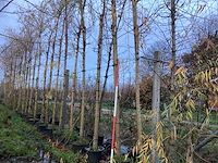 Gele wilg - vormboom (2x) - afbeelding 1 van  3