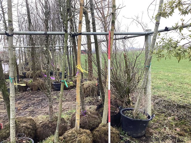 Gele wilg - vormboom - afbeelding 1 van  3