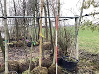 Gele wilg - vormboom - afbeelding 1 van  3