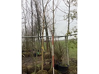 Gele wilg - vormboom - afbeelding 2 van  3