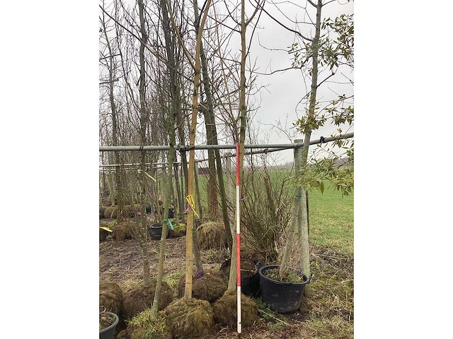 Gele wilg - vormboom - afbeelding 3 van  3