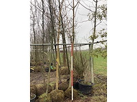 Gele wilg - vormboom - afbeelding 3 van  3