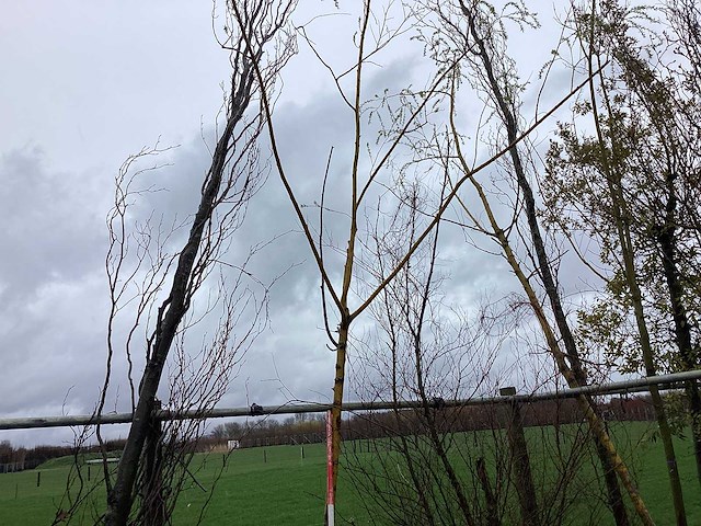 Gele wilg - vormboom - afbeelding 1 van  2