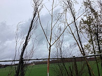 Gele wilg - vormboom - afbeelding 1 van  2