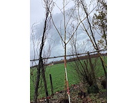 Gele wilg - vormboom - afbeelding 2 van  2