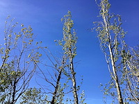 Gele zuilbeuk - avenue tree (2x) - afbeelding 1 van  2