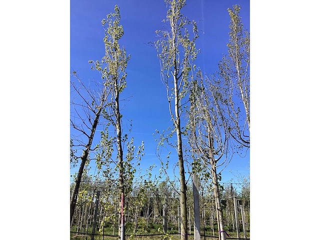 Gele zuilbeuk - avenue tree (2x) - afbeelding 2 van  2