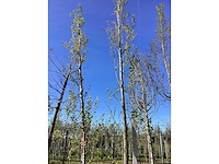 Gele zuilbeuk - avenue tree (2x) - afbeelding 2 van  2