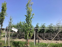 Gele zuilbeuk - laanboom - afbeelding 1 van  2