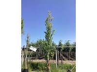 Gele zuilbeuk - laanboom - afbeelding 2 van  2