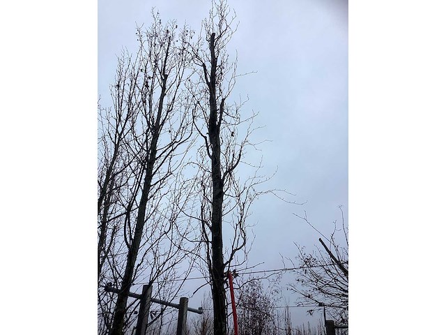 Gele zuilbeuk - parkboom - afbeelding 3 van  3