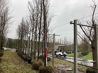 Gele zuilbeuk - sierboom - afbeelding 1 van  3