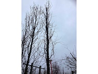 Gele zuilbeuk - sierboom - afbeelding 3 van  3