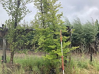 Gele zuilbeuk - sierboom - afbeelding 1 van  2