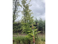 Gele zuilbeuk - sierboom - afbeelding 2 van  2