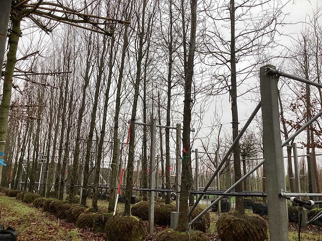 Gele zuilbeuk - vormboom - afbeelding 1 van  3