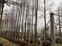 Gele zuilbeuk - vormboom - afbeelding 1 van  3