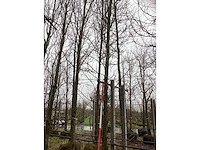 Gele zuilbeuk - vormboom - afbeelding 2 van  3