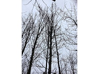 Gele zuilbeuk - vormboom - afbeelding 3 van  3