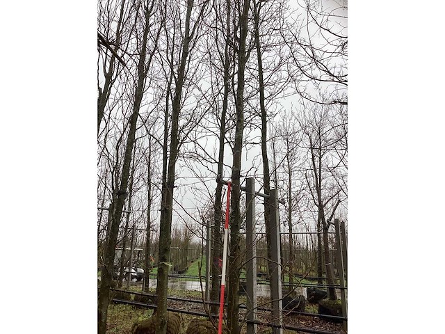 Gele zuilbeuk - vormboom - afbeelding 2 van  3