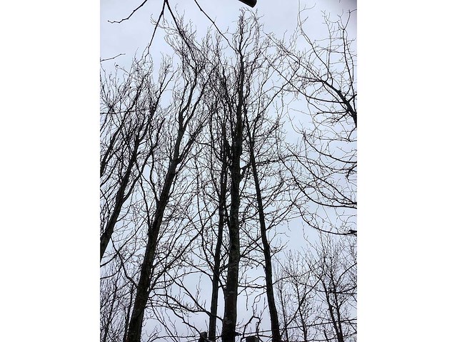 Gele zuilbeuk - vormboom - afbeelding 3 van  3