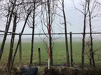 Gele zuilbeuk - vormboom - afbeelding 3 van  3