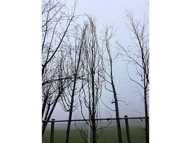 Gele zuilbeuk - vormboom - afbeelding 1 van  3