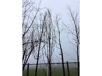 Gele zuilbeuk - vormboom - afbeelding 1 van  3