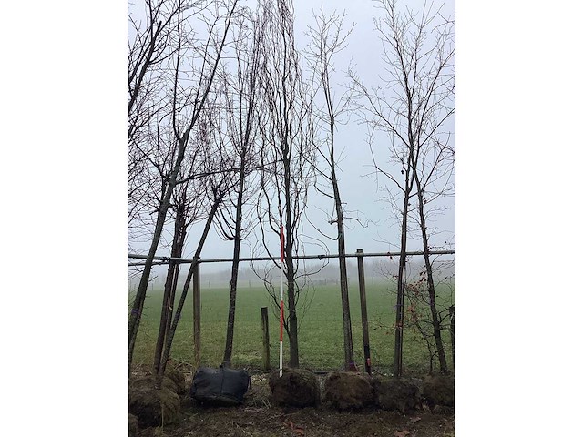 Gele zuilbeuk - vormboom - afbeelding 2 van  3