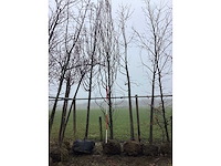 Gele zuilbeuk - vormboom - afbeelding 2 van  3